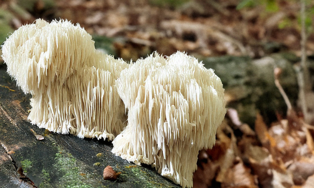 The Ultimate Guide To Adaptogenic Mushrooms