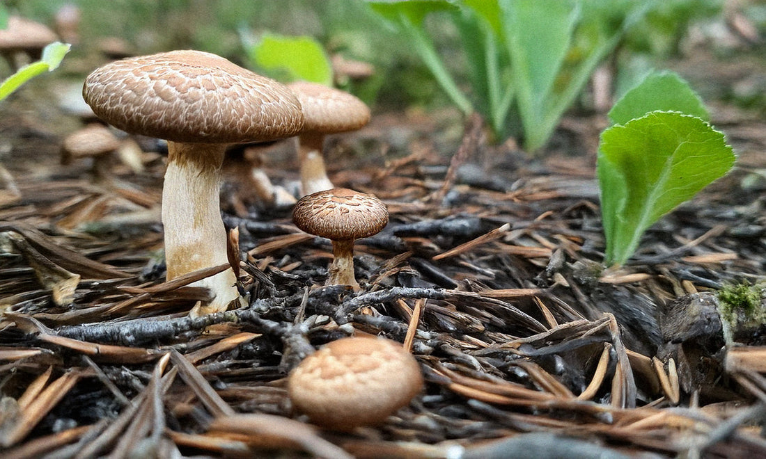 The Fungi Factor to Weight Loss